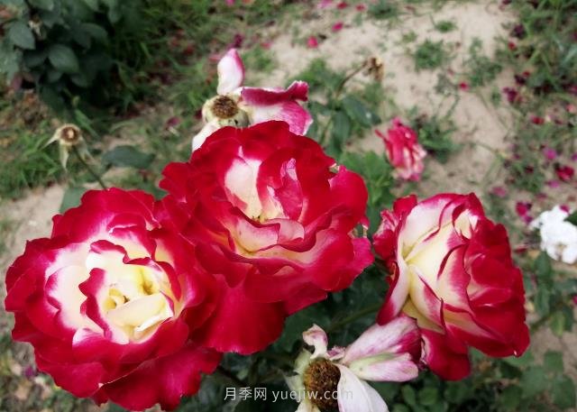 紅雙喜月季， 一聽(tīng)名字就帶著(zhù)喜慶(圖1)