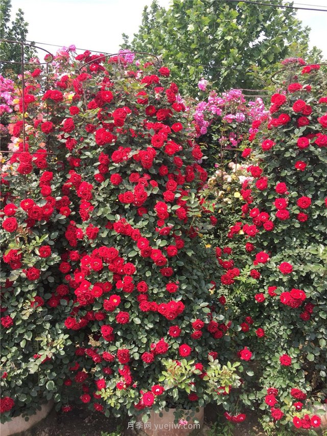 造型月季，月季花柱批發(fā)(圖2)