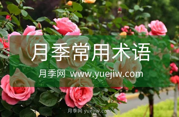 月季常用規格術(shù)語(yǔ)大全(圖1)