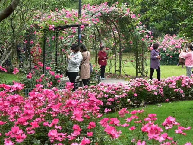 月季植物造景，塑造城市園林景觀(guān)(圖1)