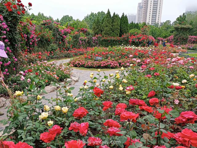 月季植物造景，塑造城市園林景觀(guān)(圖2)