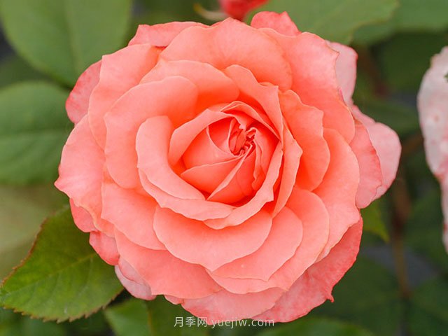 珊瑚果凍月季的優(yōu)缺點(diǎn)是什么？(圖1)