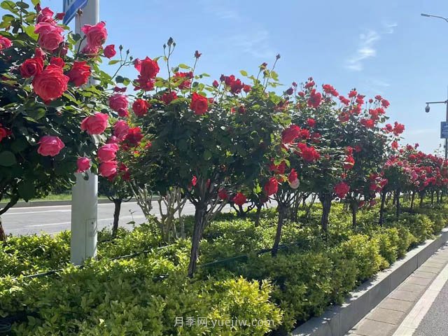 夏季苗木容易出現日灼現象？如何才能進(jìn)行預防？(圖1)
