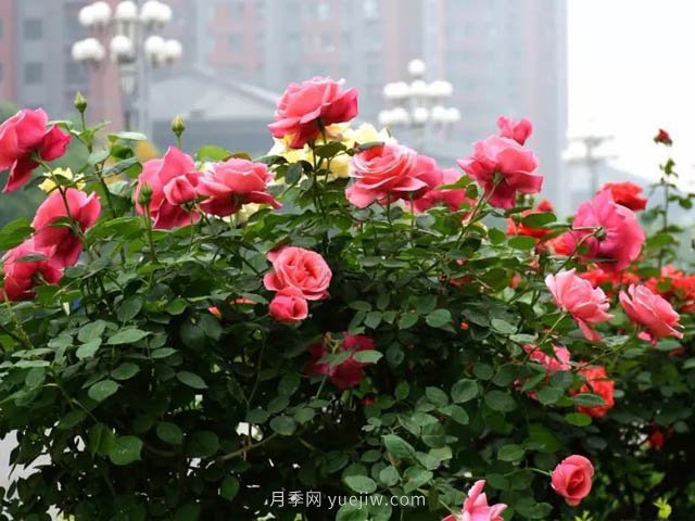夏季苗木容易出現日灼現象？如何才能進(jìn)行預防？(圖2)