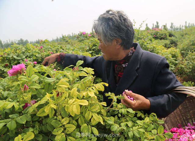 新鄉輝縣：繽紛玫瑰撲鼻香 幸?；ㄩ_(kāi)富老鄉(圖1)
