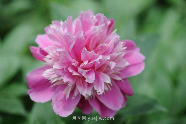 林下耐陰的中藥材有哪些？推薦4種(圖1)