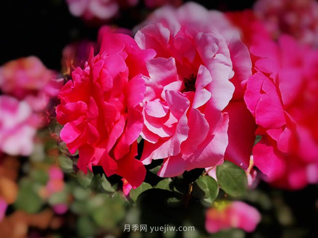 月季什么時(shí)候換盆(圖1)
