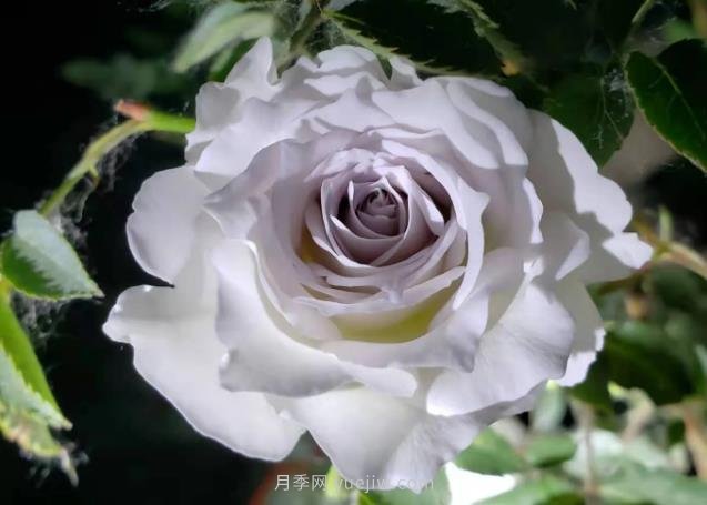加百列大天使月季，優(yōu)點(diǎn)多缺點(diǎn)也多的日本月季(圖1)