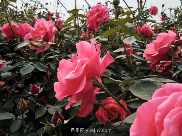 北京街頭萬(wàn)千姿態(tài)的月季花，你喜歡哪一個(gè)(圖1)