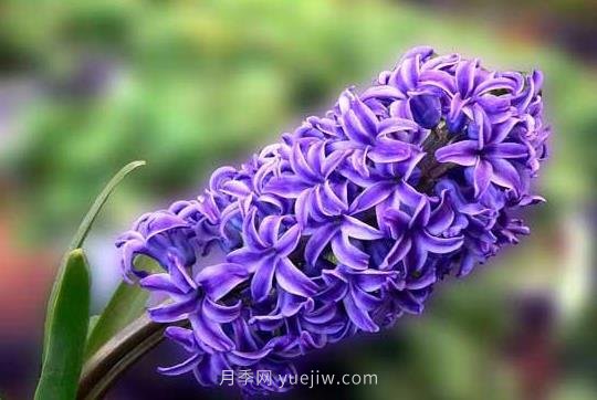 風(fēng)信子什么時(shí)候種植比較好？(圖1)