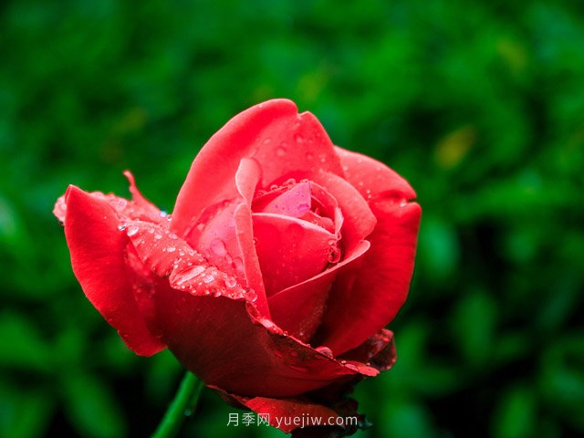 月季花可以放在室內養嗎？(圖1)
