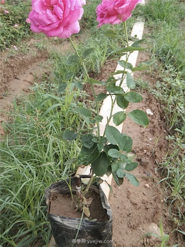 國月盆栽月季多種花色上市銷(xiāo)售(圖3)