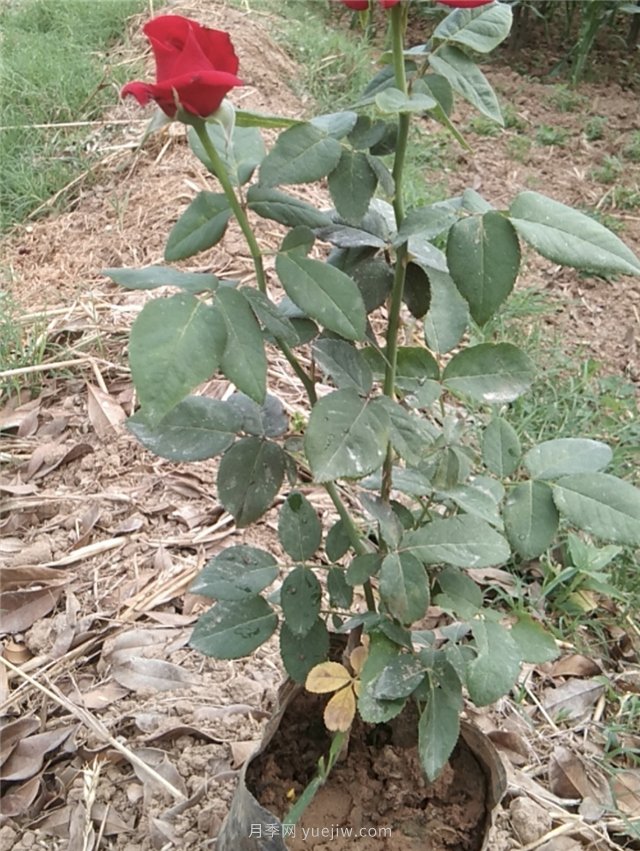 國月盆栽月季多種花色上市銷(xiāo)售(圖4)