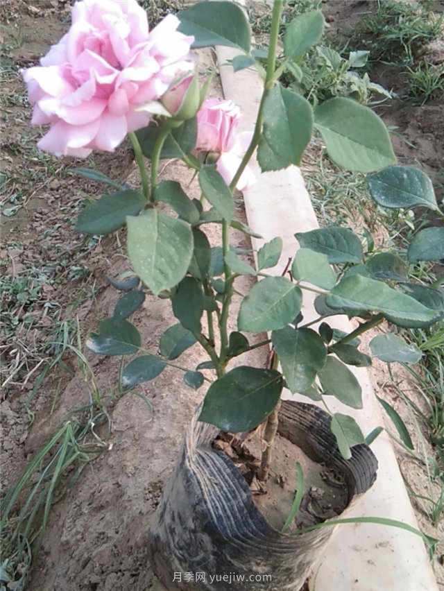 國月盆栽月季多種花色上市銷(xiāo)售(圖2)