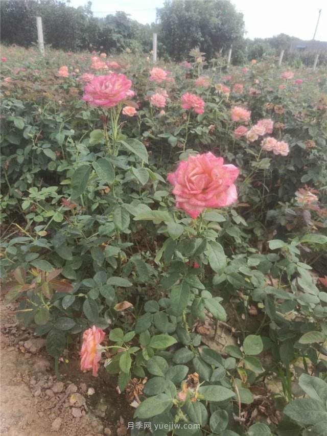 國月盆栽月季多種花色上市銷(xiāo)售(圖5)
