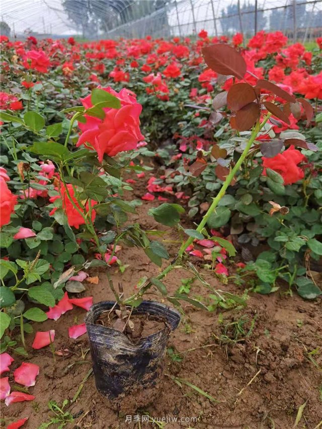 國月盆栽月季多種花色上市銷(xiāo)售(圖1)
