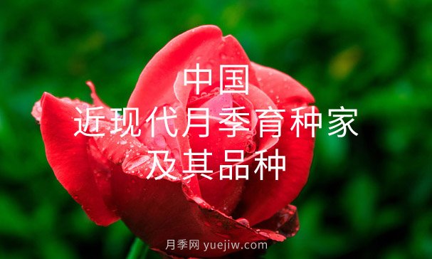 中國近現代月季育種家及其品種(圖1)