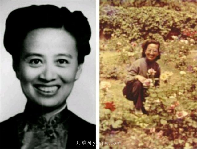 中國近現代月季育種家及其品種(圖3)