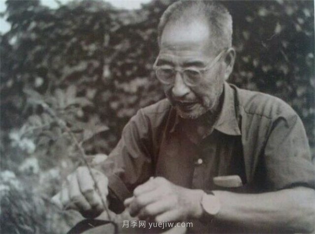 中國近現代月季育種家及其品種(圖4)