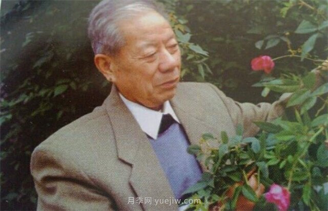 中國近現代月季育種家及其品種(圖6)