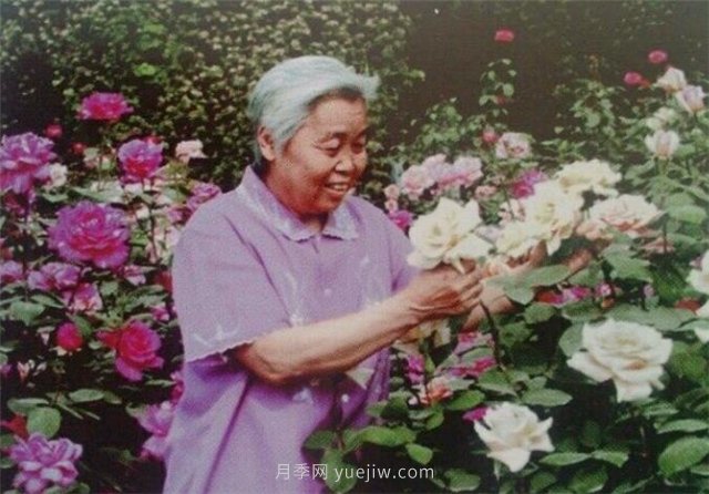 中國近現代月季育種家及其品種(圖9)