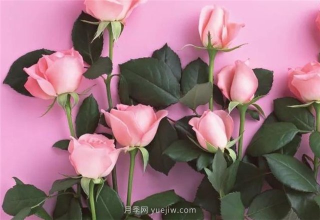 從1-9394朵玫瑰花語(yǔ)加圖片，送花原來(lái)這么多講究！(圖1)