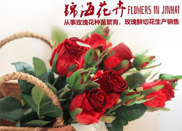 云南錦海農業(yè)推出七個(gè)切花月季新品種(圖1)