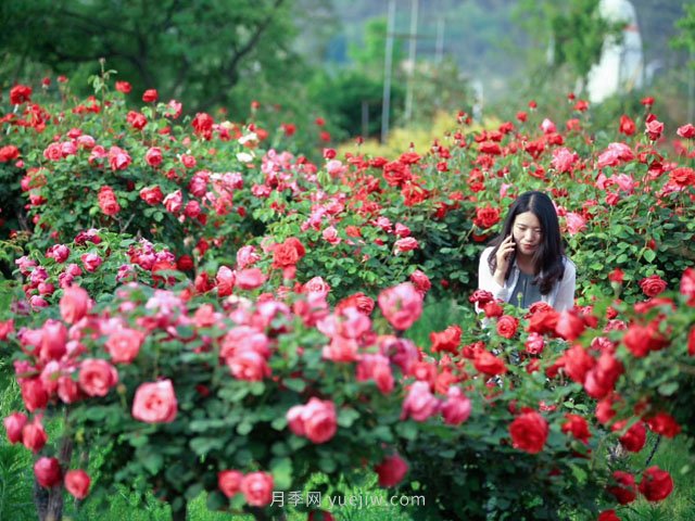 月季為什么叫月季？常見(jiàn)的花花草草名字是這樣來(lái)的(圖1)