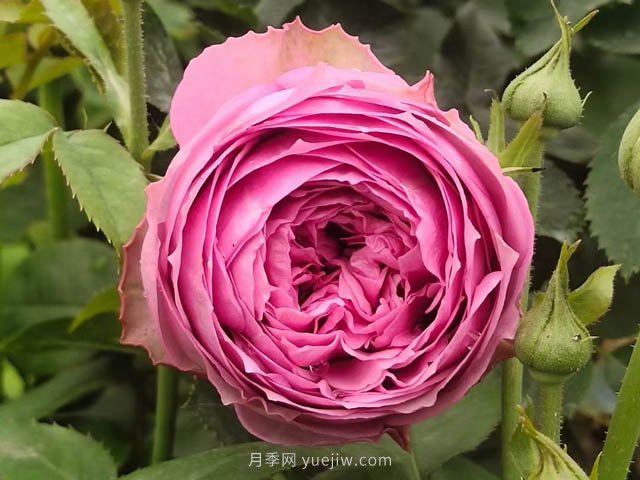 玫瑰，永恒不變的經(jīng)典(圖1)