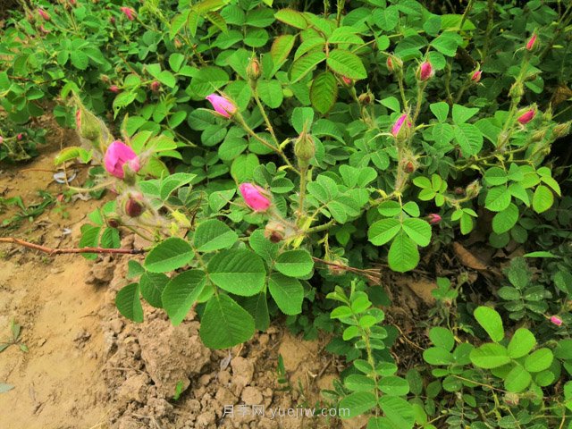 種棵食用玫瑰，除了觀(guān)賞還有4個(gè)用途(圖1)