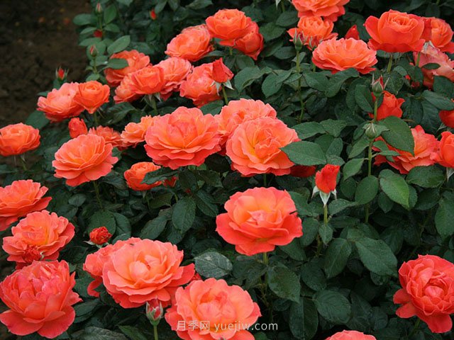 春夏秋冬月季種植指南，月季什么時(shí)候種植***好對比(圖3)