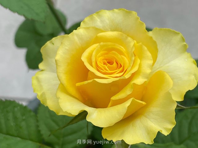 貝殼月季，黃色月季里的代表作和佼佼者(圖2)