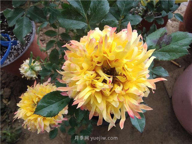 月季產(chǎn)地在哪？月季品種有哪些代表品類(lèi)？(圖1)
