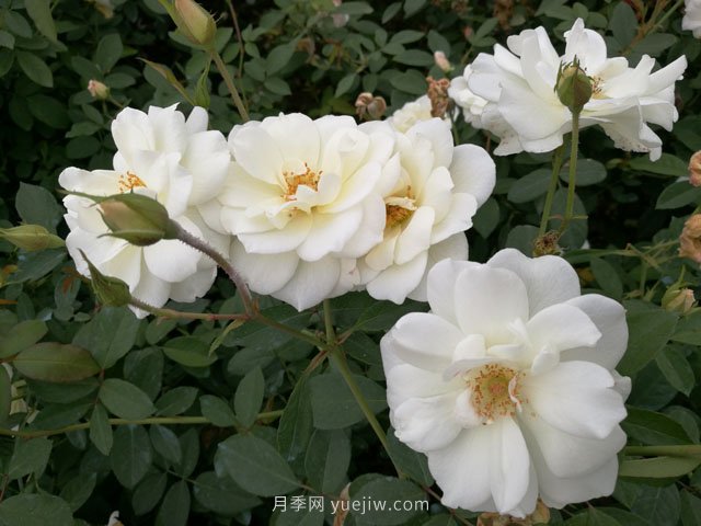 大花月季品種有哪些？和豐花月季的區別在哪？(圖2)