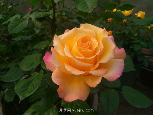 月季有哪些優(yōu)良品種代表？(圖1)