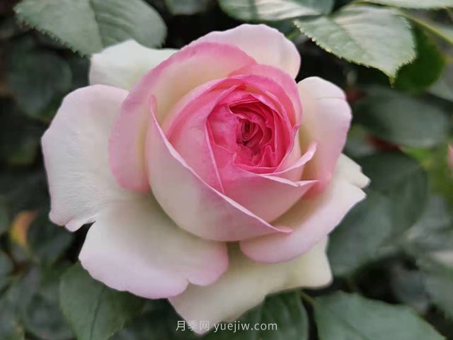 月季花的種類(lèi)非常多，哪一種月季花好養活？推薦5個(gè)品種(圖2)