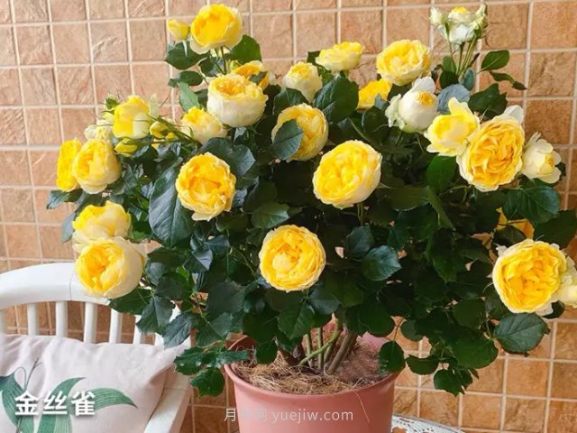 月季花的種類(lèi)非常多，哪一種月季花好養活？推薦5個(gè)品種(圖3)