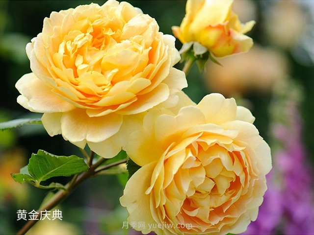 月季花的品種非常多，哪一款月季香味***香？推薦5個(gè)品種(圖5)