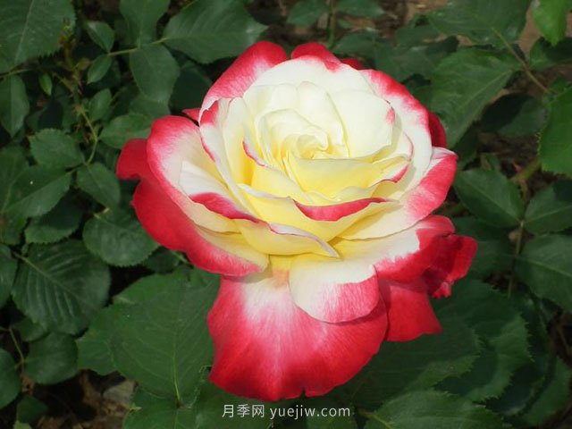 月季花的品種非常多，哪一款月季香味***香？推薦5個(gè)品種(圖1)