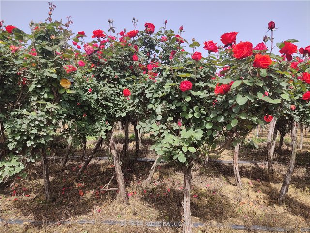 樹(shù)狀月季應該什么時(shí)候打頂？打頂后多久會(huì )發(fā)芽？(圖1)