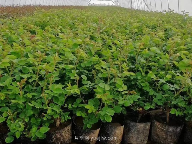 春天買(mǎi)的月季苗非常容易死掉，需要如何養護(圖1)