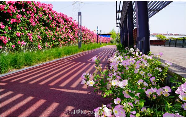 上海靜安區白遺橋公園5000余株月季盛放！位置在這(圖2)