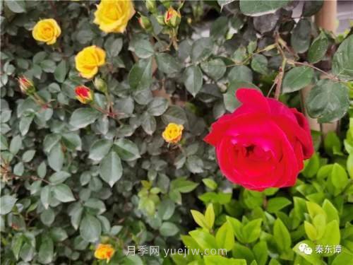 市花月季扮靚陜西渭南，朝陽(yáng)大街成了鮮花大道(圖3)