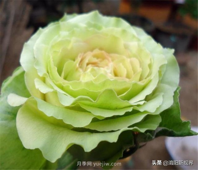 20種經(jīng)典月季品種，妝點(diǎn)南陽(yáng)火熱的夏季(圖17)