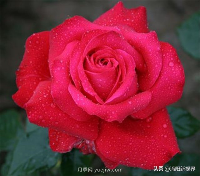 20種經(jīng)典月季品種，妝點(diǎn)南陽(yáng)火熱的夏季(圖3)