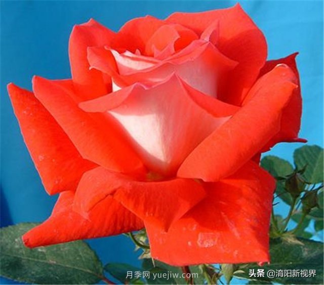 20種經(jīng)典月季品種，妝點(diǎn)南陽(yáng)火熱的夏季(圖11)