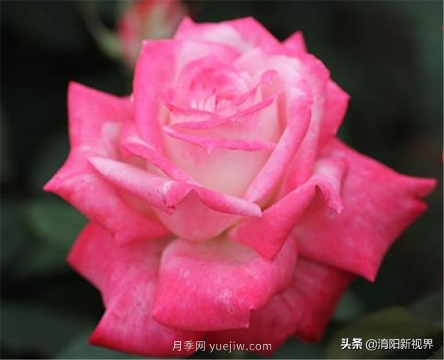 20種經(jīng)典月季品種，妝點(diǎn)南陽(yáng)火熱的夏季(圖12)