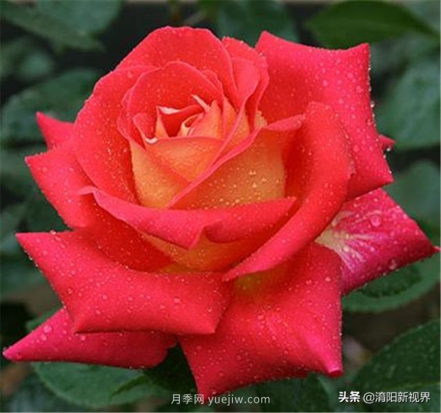 20種經(jīng)典月季品種，妝點(diǎn)南陽(yáng)火熱的夏季(圖4)