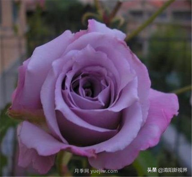 20種經(jīng)典月季品種，妝點(diǎn)南陽(yáng)火熱的夏季(圖19)