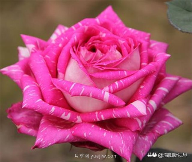 20種經(jīng)典月季品種，妝點(diǎn)南陽(yáng)火熱的夏季(圖16)